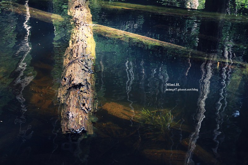 南投鹿谷忘憂森林20.JPG 南投鹿谷忘憂森林20.JPG