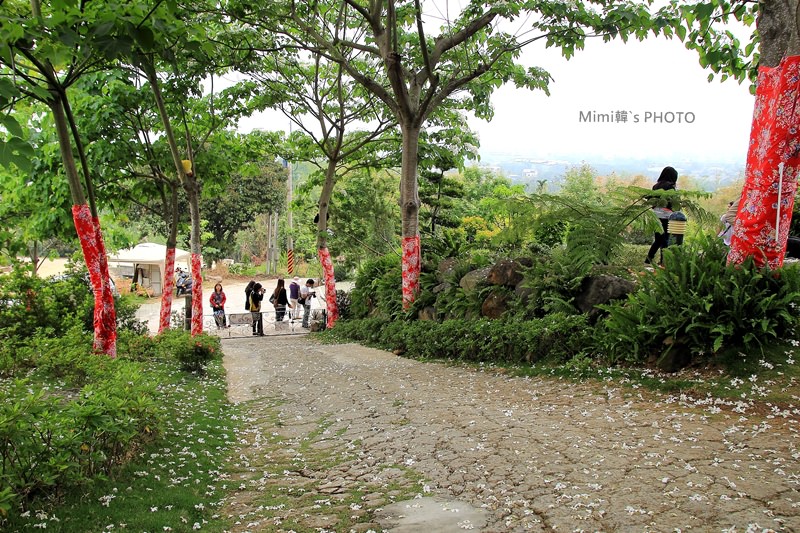 圓林仔桐花6.JPG