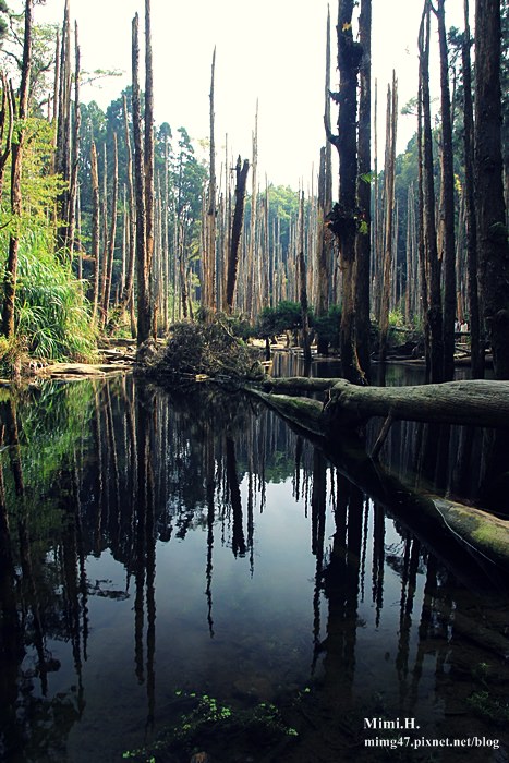 南投鹿谷忘憂森林12.JPG 南投鹿谷忘憂森林12.JPG