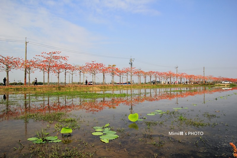 白河木棉花9.JPG