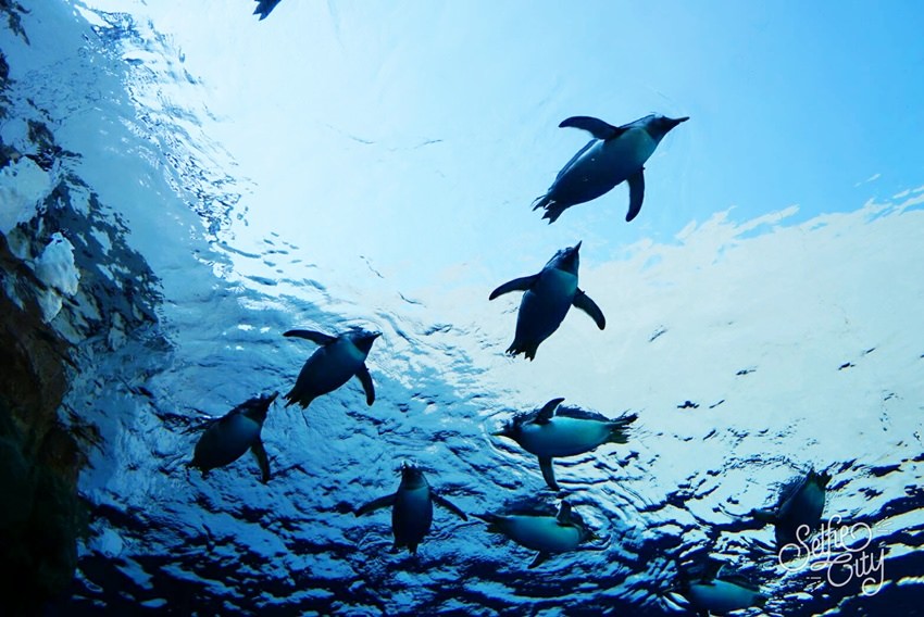 SelfieCity_20170311203350_org.jpg SelfieCity_20170311203350_org.jpg