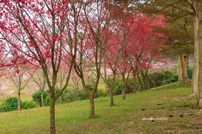 小半天櫻花17.JPG