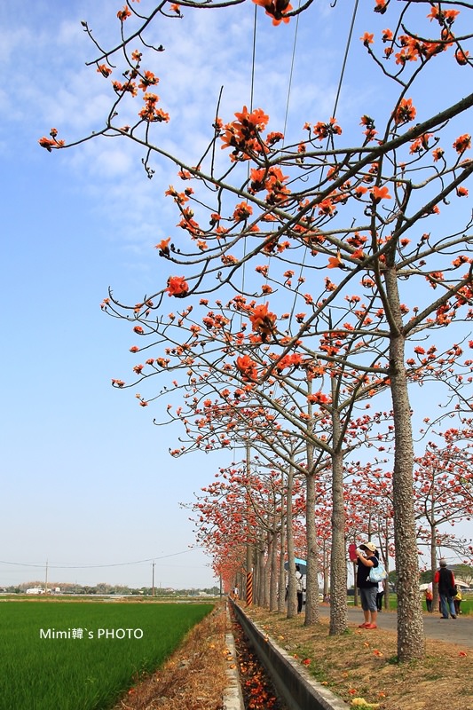 白河木棉花16.JPG