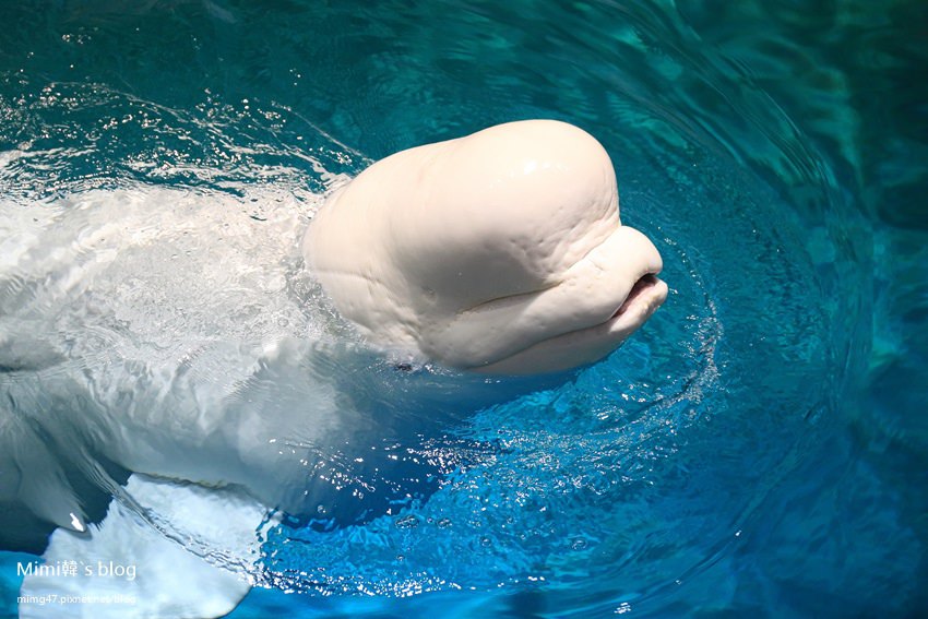 名古屋水族館-18.jpg