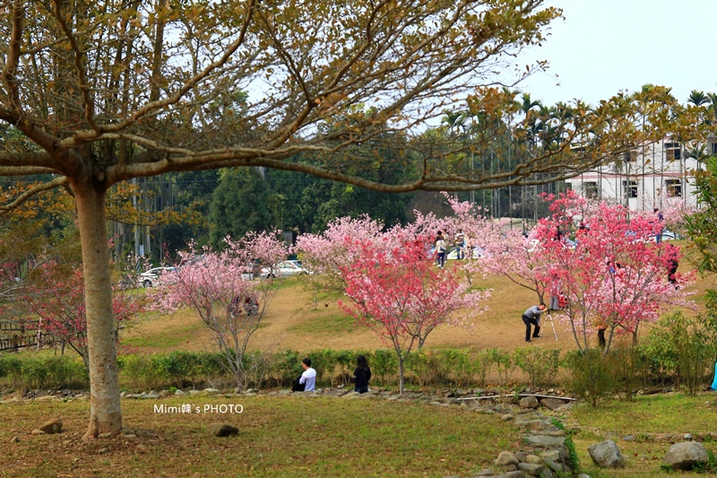 小半天櫻花15.JPG
