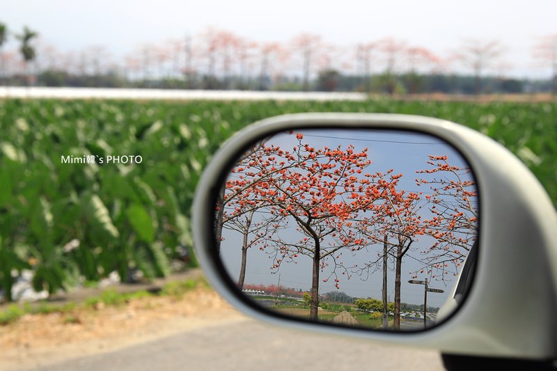 白河木棉花33.JPG