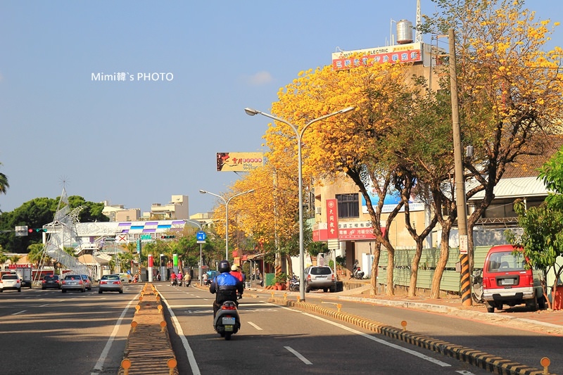 台南風鈴花34.JPG
