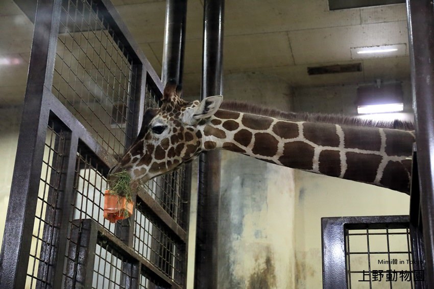 上野動物園-32.jpg