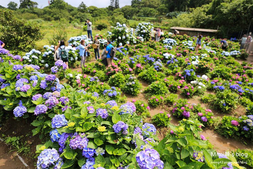竹子湖繡球花-27.jpg