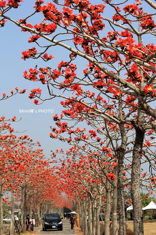 白河木棉花30.JPG