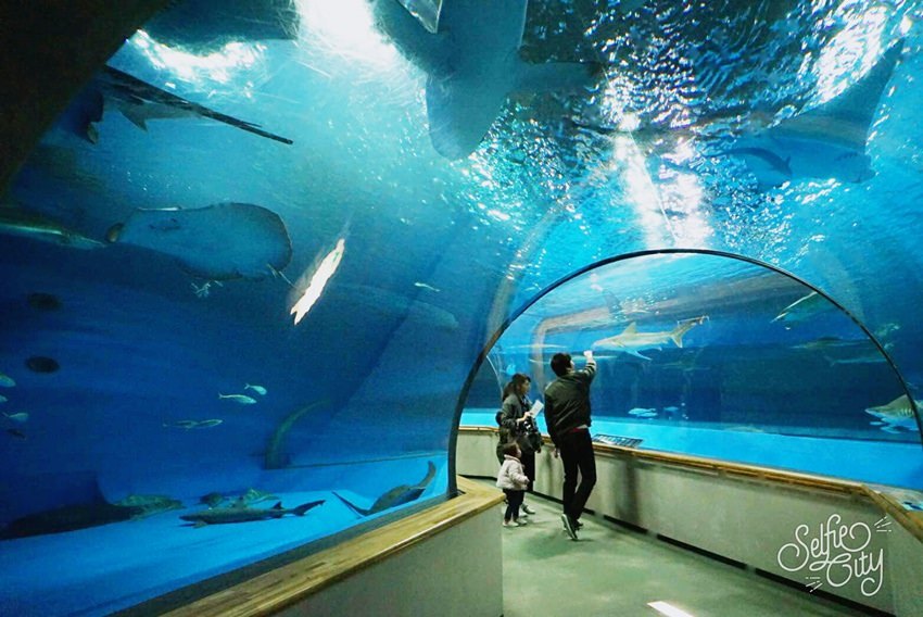 SelfieCity_20170311203743_org.jpg SelfieCity_20170311203743_org.jpg