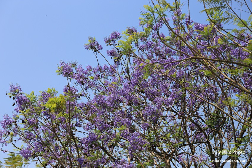 嘉義景點-圓林仔藍花楹油桐花-7.jpg