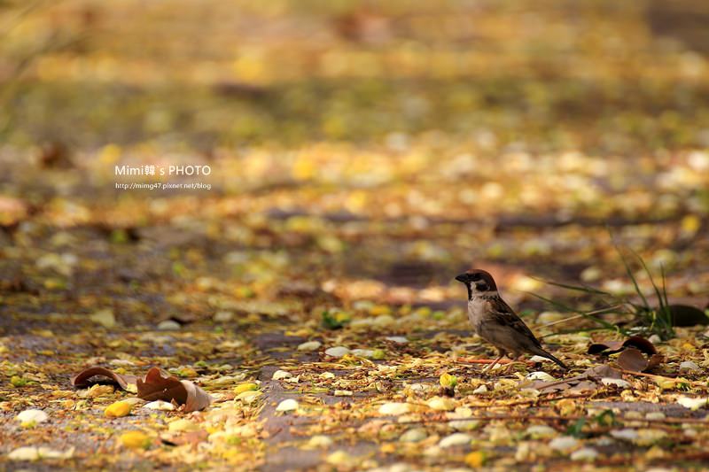 IMG_5089.JPG IMG_5089.JPG