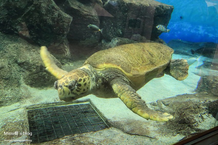 名古屋水族館-48.jpg