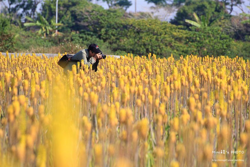 台南景點-安南蘆薈花田-30.jpg