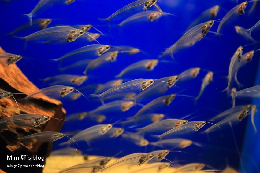 池袋太陽城水族館-28.jpg