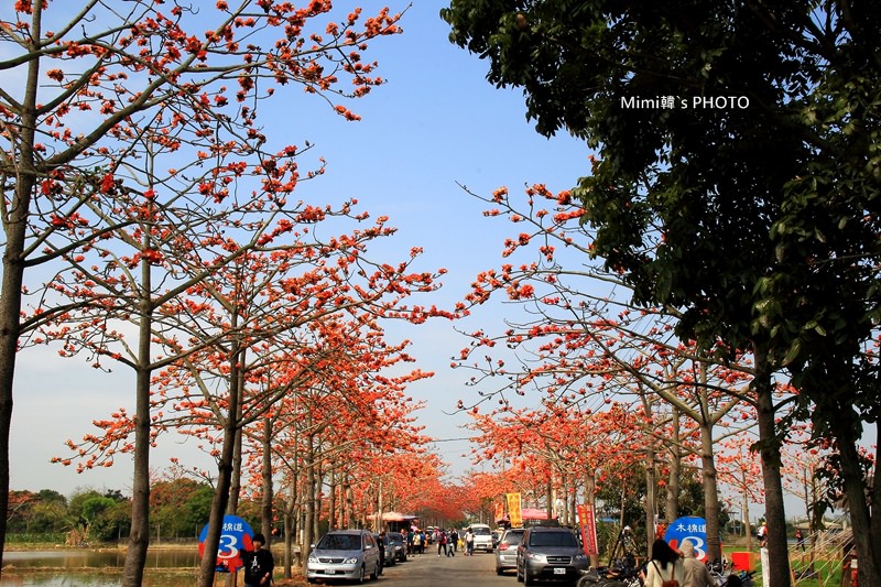 白河木棉花4.JPG