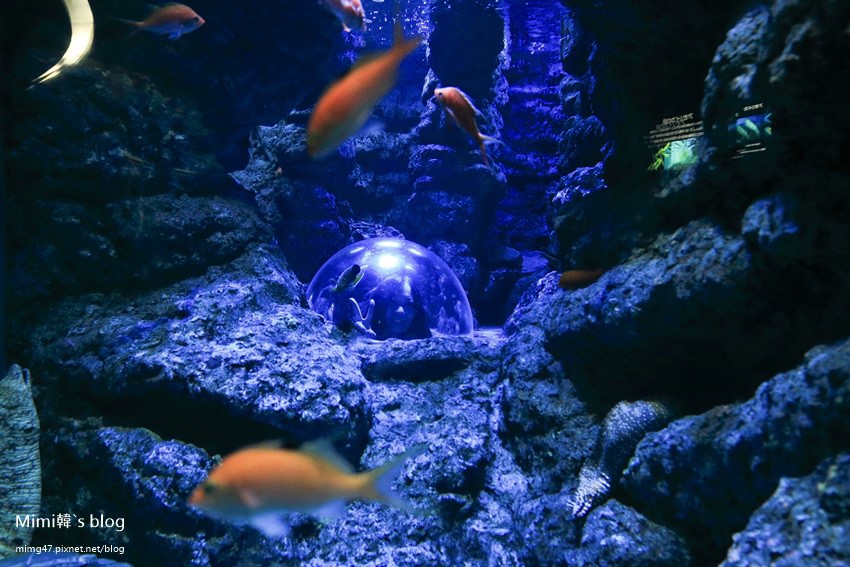 名古屋水族館-41.jpg