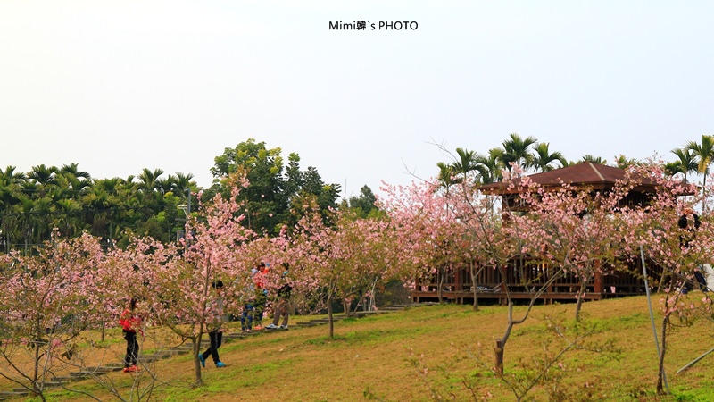 小半天櫻花14.JPG