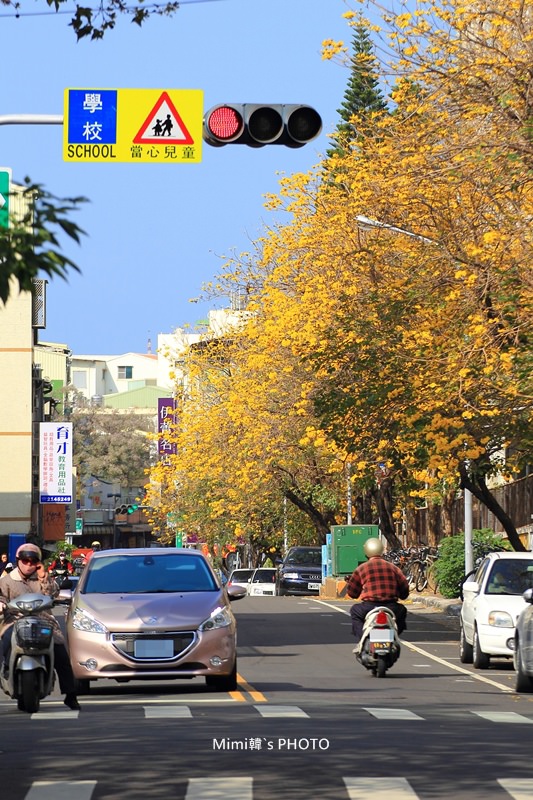 台南風鈴花5.JPG