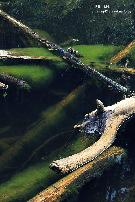 南投鹿谷忘憂森林33.JPG 南投鹿谷忘憂森林33.JPG