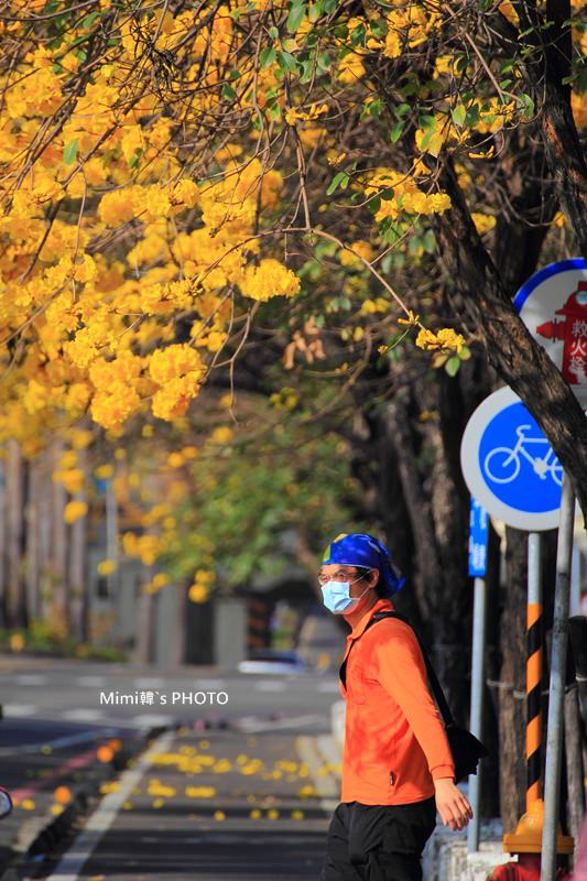 台南風鈴花23.JPG