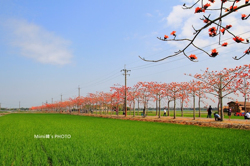 白河木棉花7.JPG