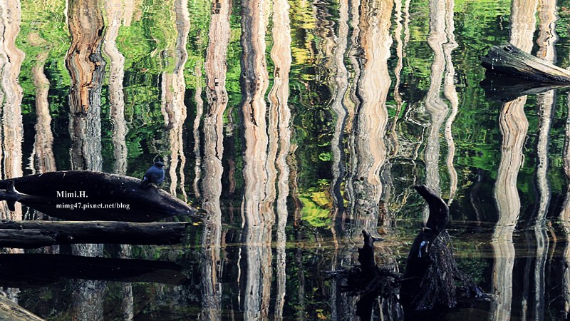 南投鹿谷忘憂森林31.JPG 南投鹿谷忘憂森林31.JPG