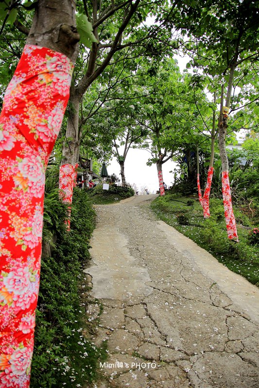圓林仔桐花2.JPG