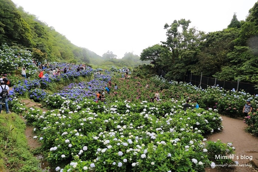 竹子湖繡球花-28.jpg