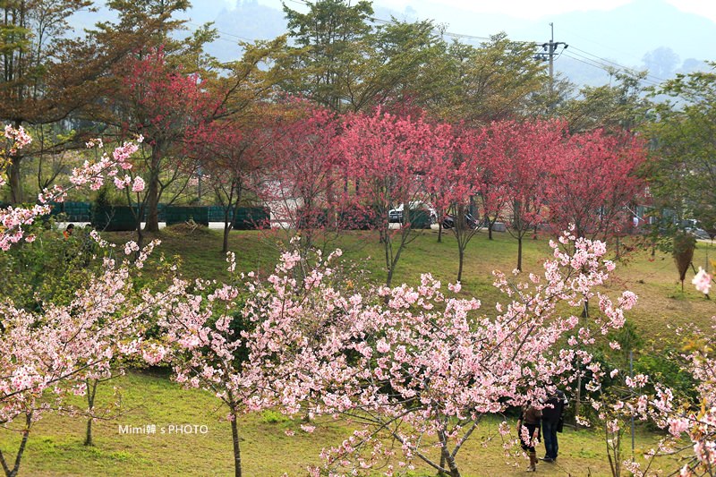 小半天櫻花6.JPG