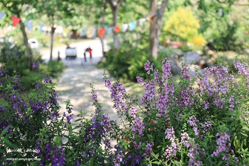 嘉義景點-圓林仔藍花楹油桐花-24.jpg