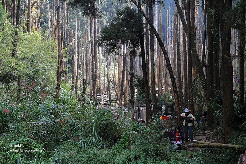 南投鹿谷忘憂森林5.JPG 南投鹿谷忘憂森林5.JPG