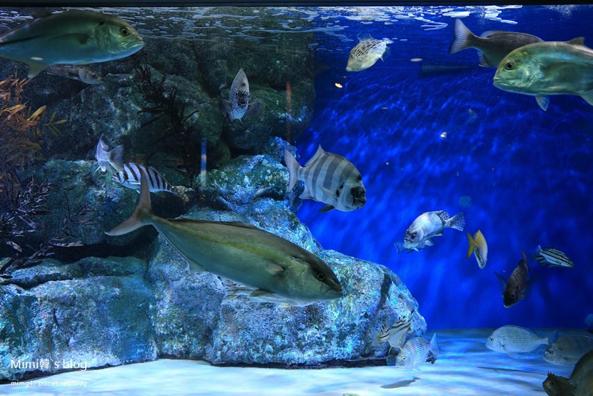 名古屋水族館-39.jpg