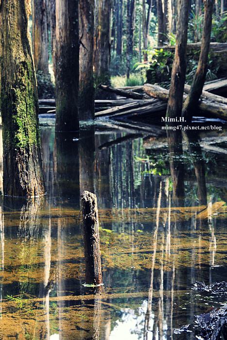 南投鹿谷忘憂森林29.JPG 南投鹿谷忘憂森林29.JPG