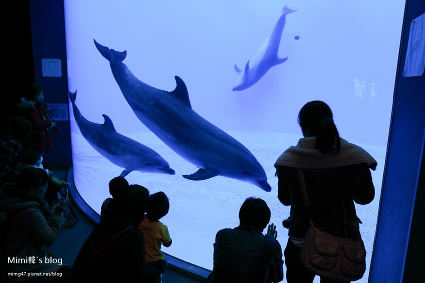 名古屋水族館-15.jpg