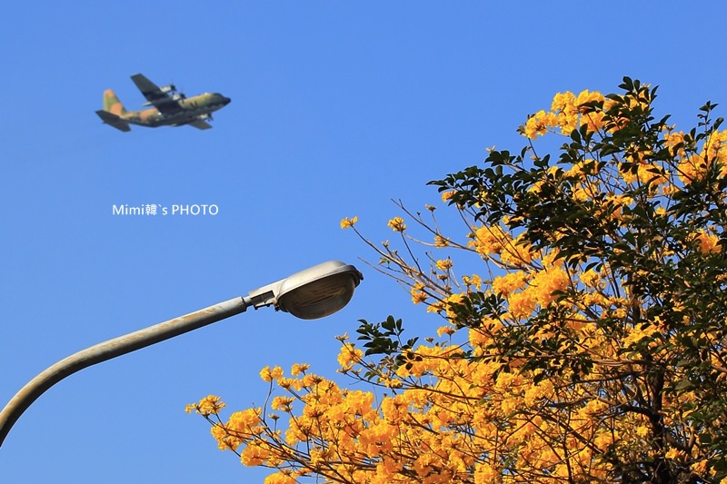 台南風鈴花35.JPG