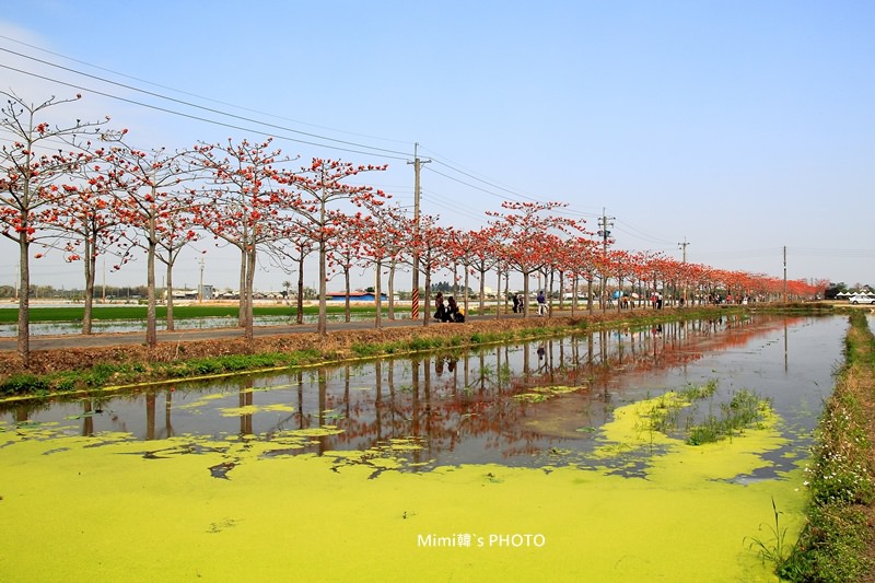 白河木棉花8.JPG