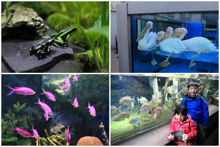池袋太陽城水族館-21.jpg