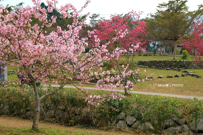 小半天櫻花13.JPG
