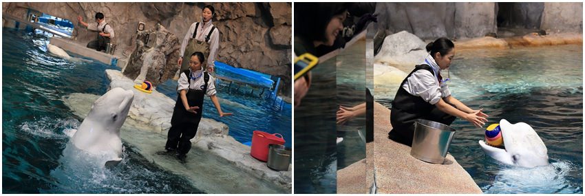 名古屋水族館-19.jpg