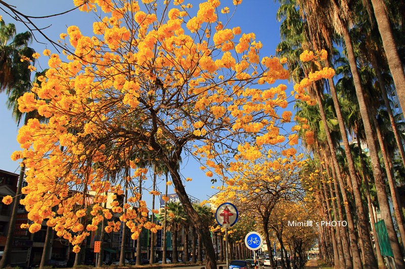 台南風鈴花20.JPG