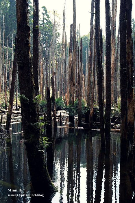 南投鹿谷忘憂森林6.JPG 南投鹿谷忘憂森林6.JPG