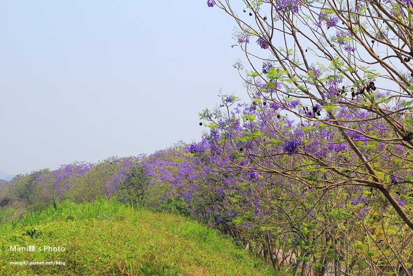 嘉義景點-圓林仔藍花楹油桐花-3.jpg