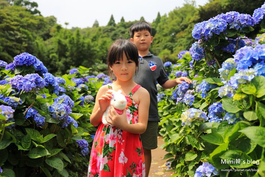 竹子湖繡球花-17.jpg