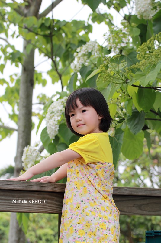 圓林仔桐花19.JPG