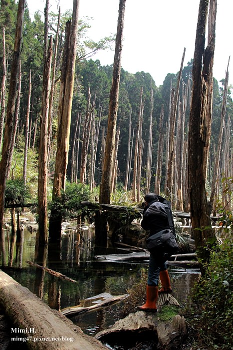 南投鹿谷忘憂森林9.JPG 南投鹿谷忘憂森林9.JPG