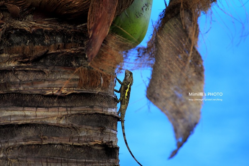 台11線海景13.JPG 台11線海景13.JPG