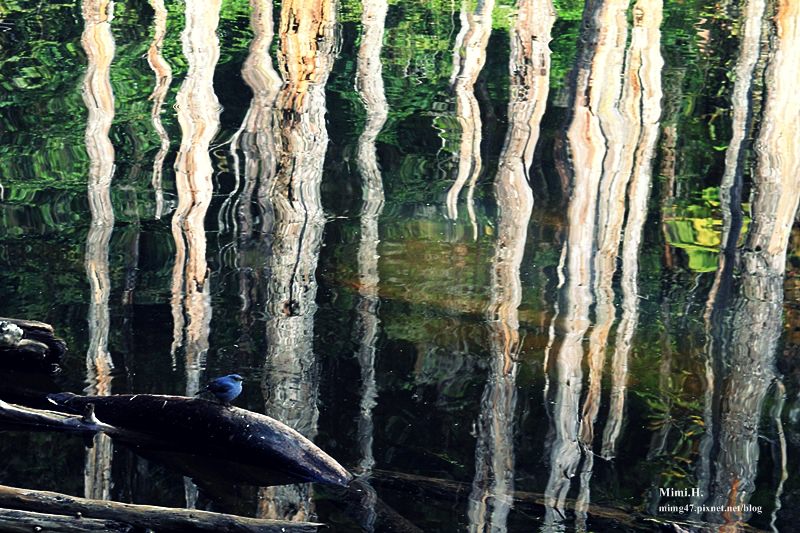 南投鹿谷忘憂森林30.JPG 南投鹿谷忘憂森林30.JPG