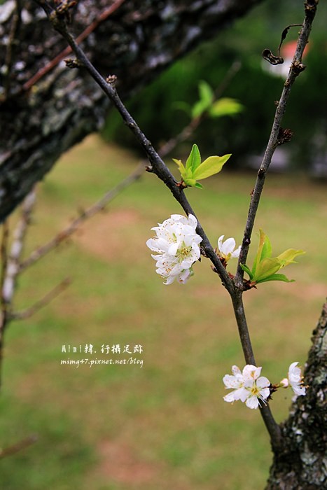 三育基督學院34.JPG